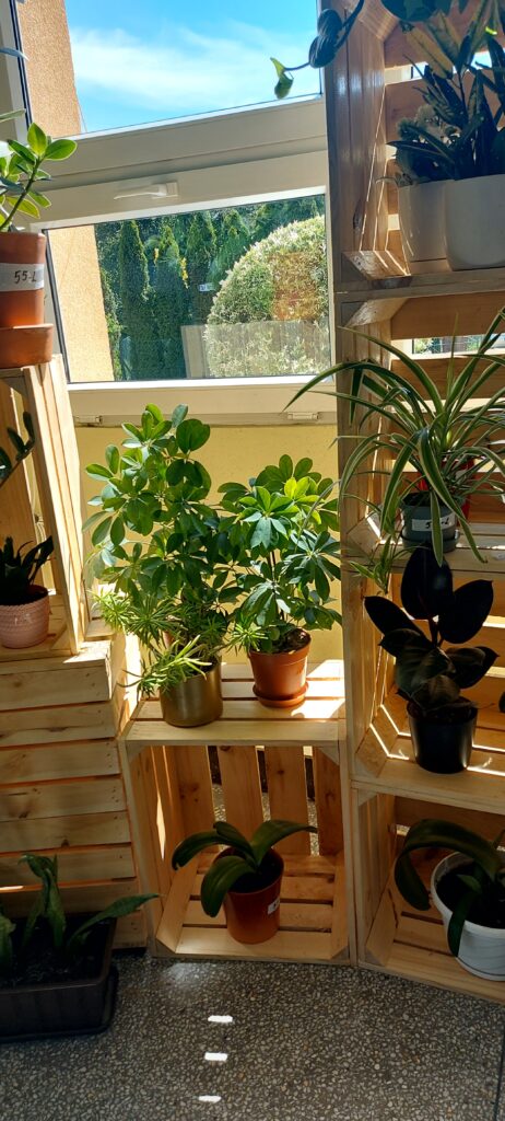 Aranżacja zieleni na holu z okazji 55 – lecie szkoły